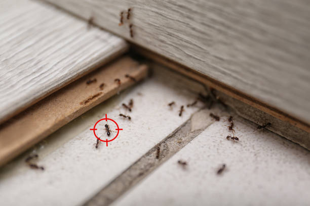 Best Residential Pest Control  in Gardiner, ME