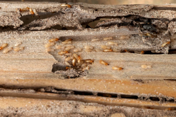 Best Pest Prevention Services  in Gardiner, ME