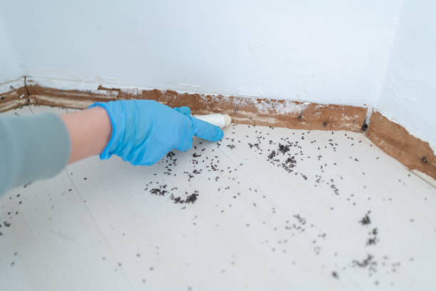 Best Pest Control Near Me in Gardiner, ME